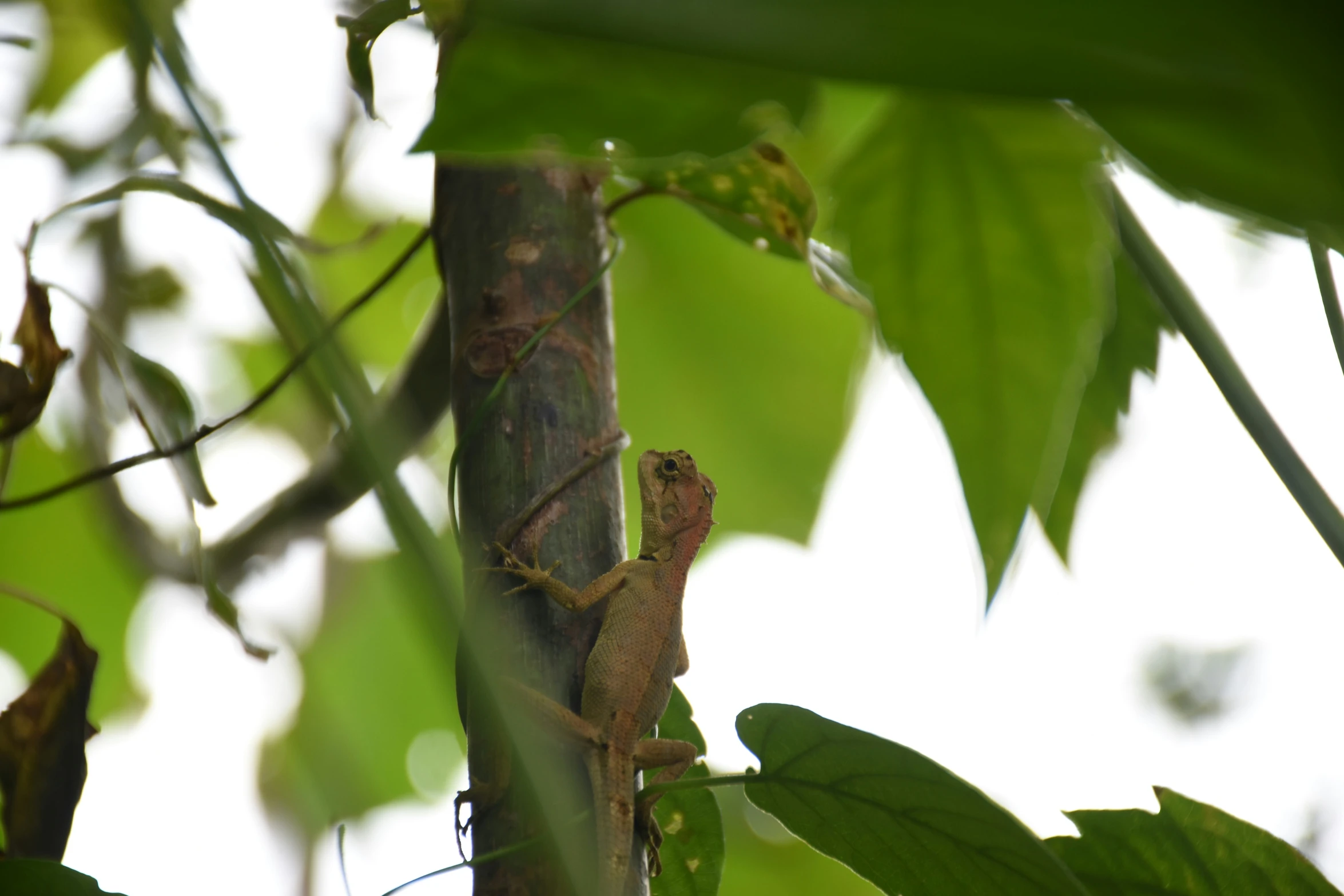 a lizard on a tree nch in the wild