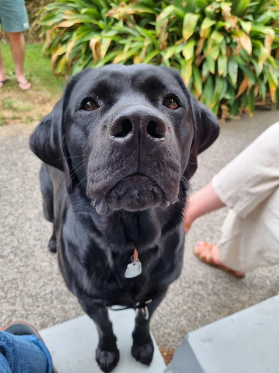 a black dog standing next to a persons feet on top of a stone