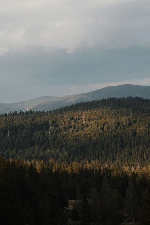 the tops of trees and hills in a forest