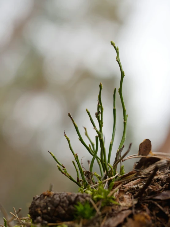 a closeup of some plants growing out of the ground