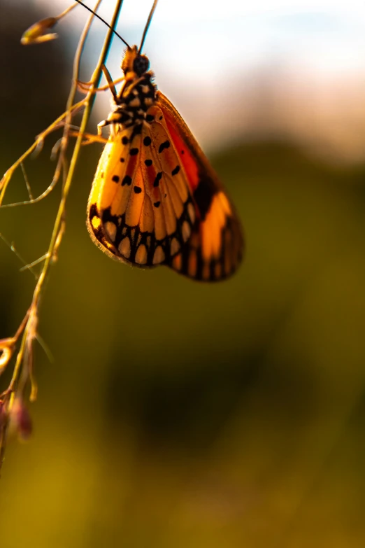 a close up of a erfly on a tree nch