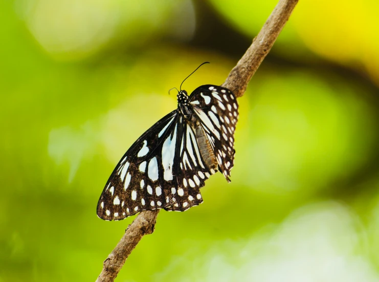 an insect with multiple spots is sitting on a small nch