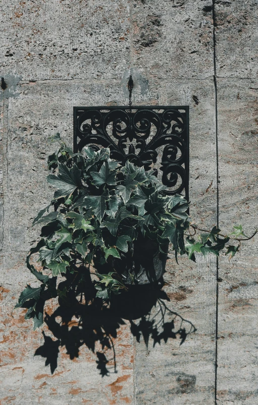 a plant that is on a ledge near a door