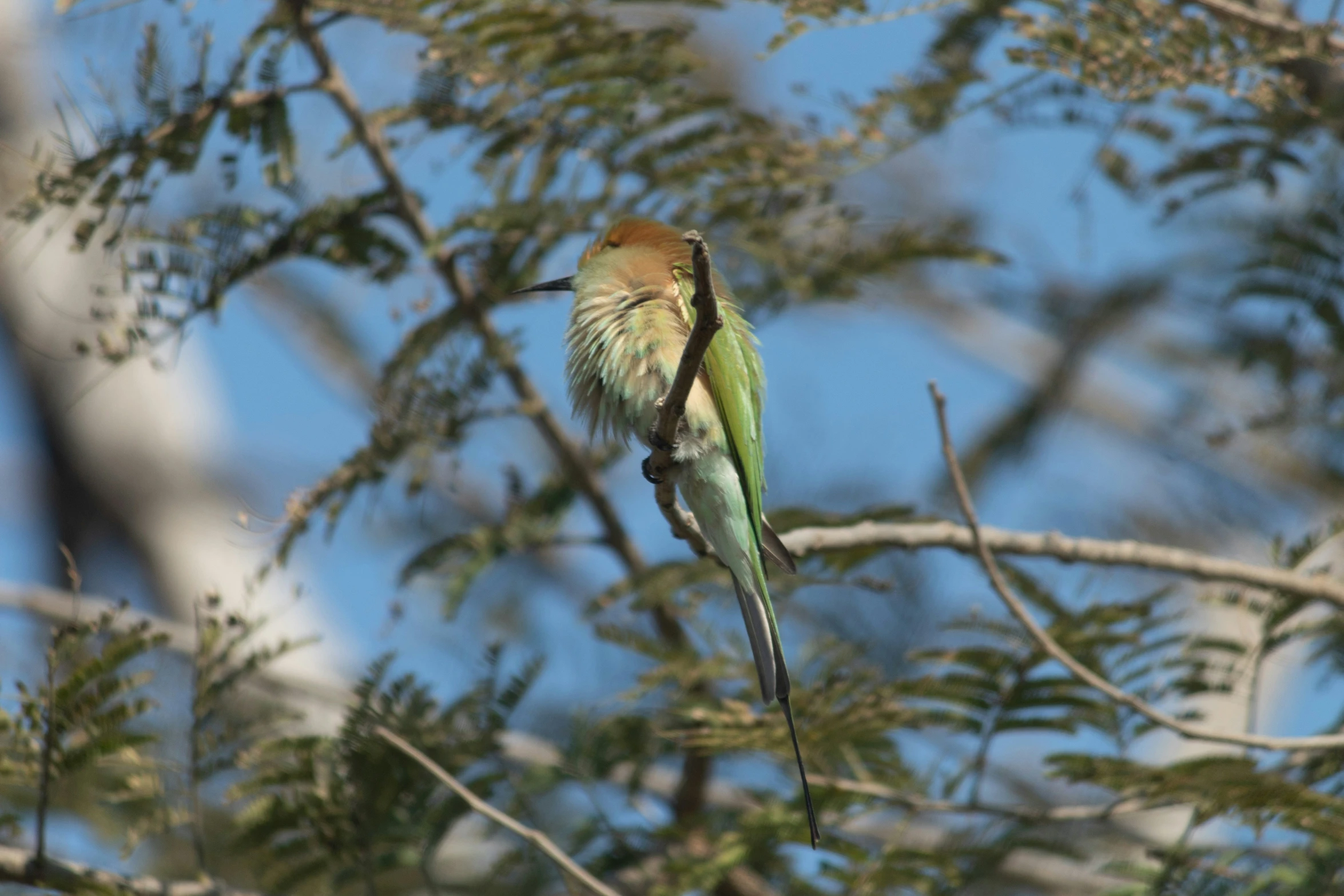 a green bird sitting on a tree nch