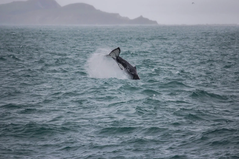 whale dives through the ocean waves as the boat is in the background