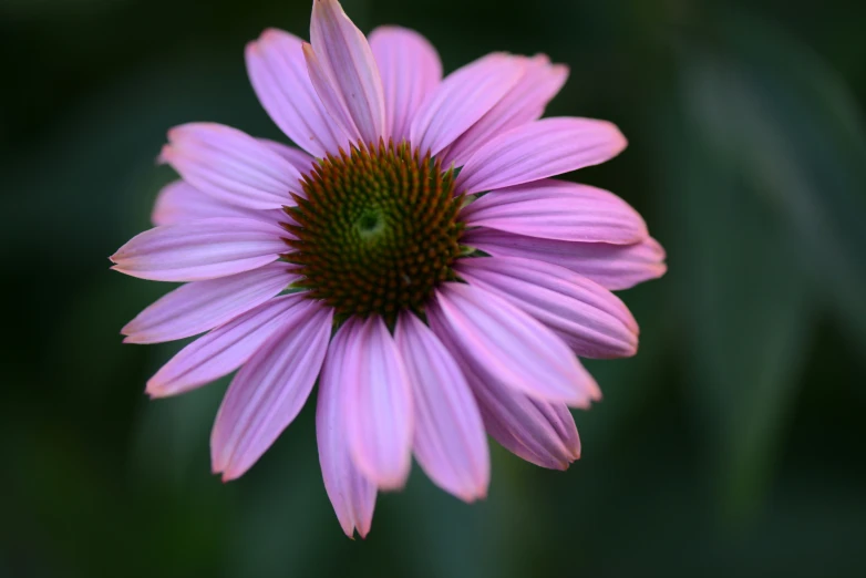 a pink flower is sitting up against a black background