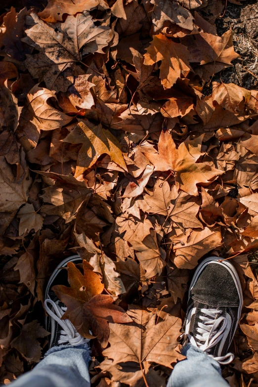 an overhead view of a person's feet and leaves