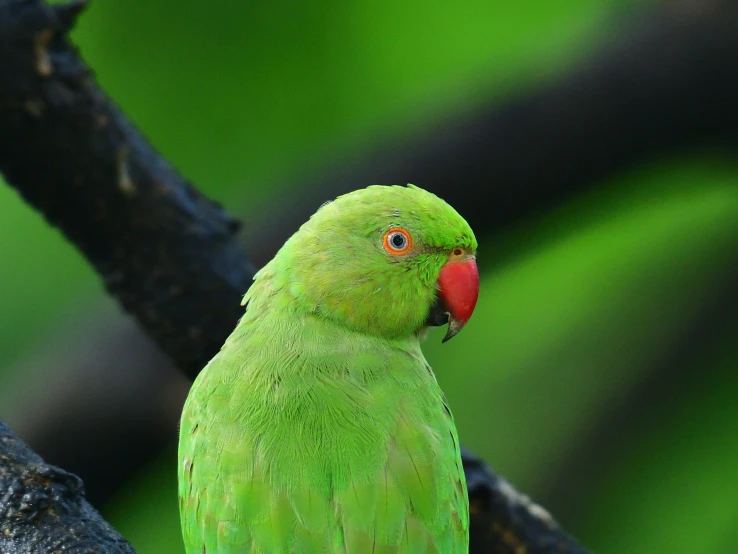 green parrot with red beak sitting on a nch