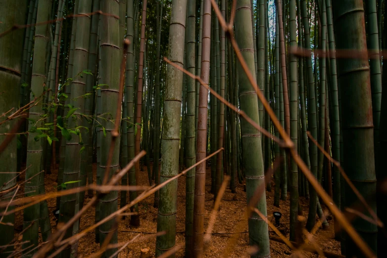 a view of an interior of a bamboo forest
