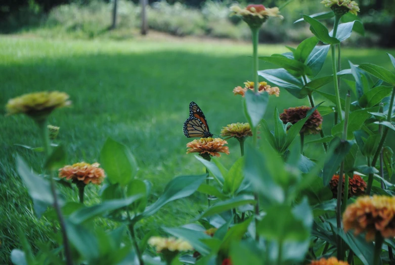 a erfly that is sitting on some flowers