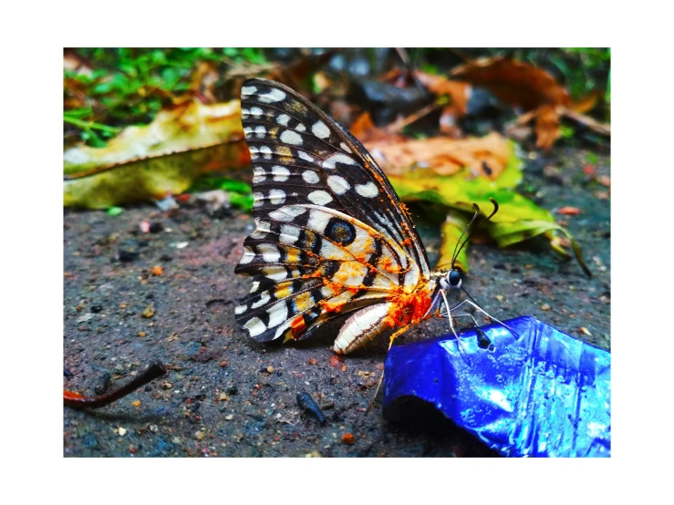 a colorful erfly standing on top of a blue object