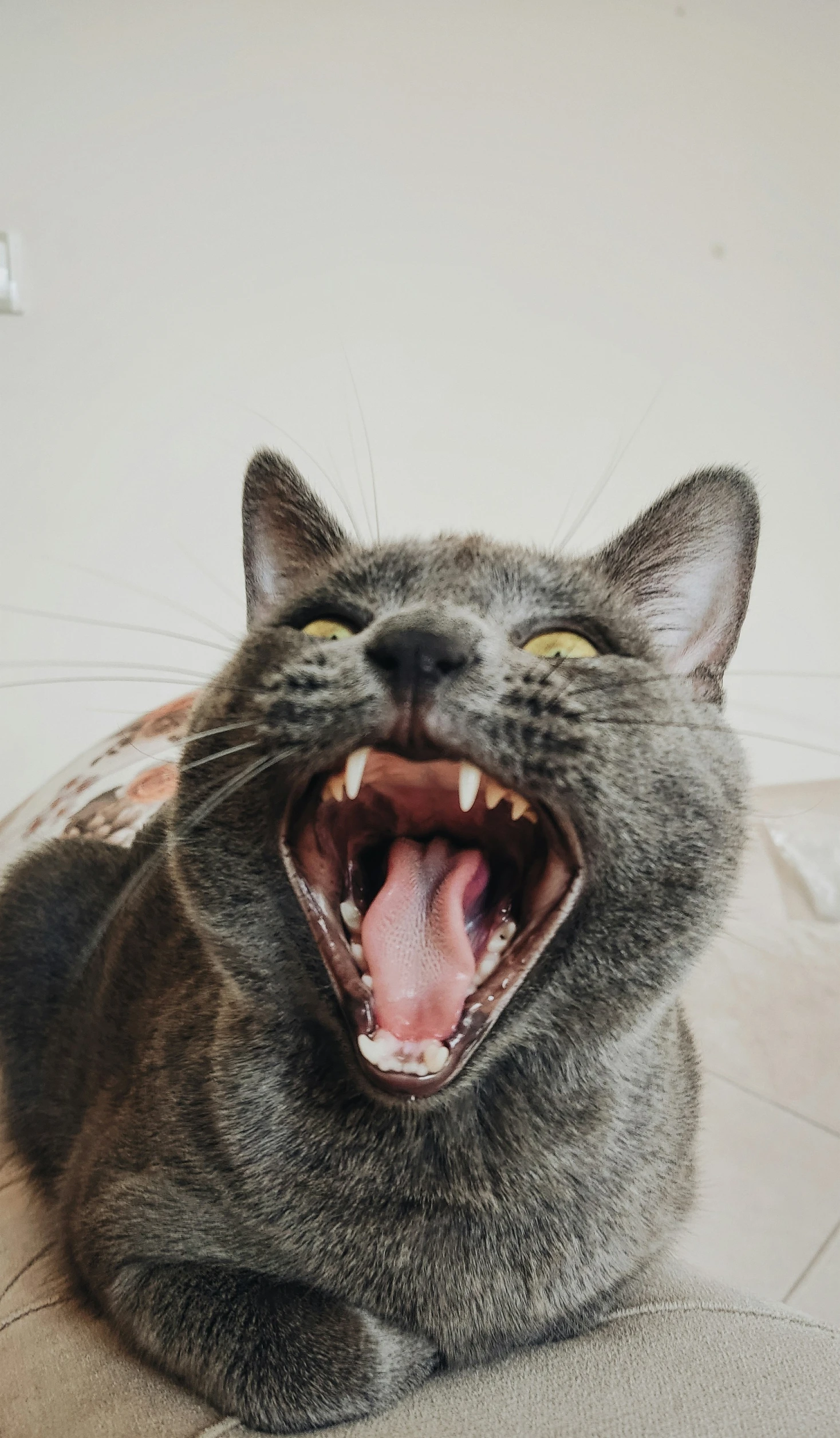 a grey cat with its mouth open showing the teeth