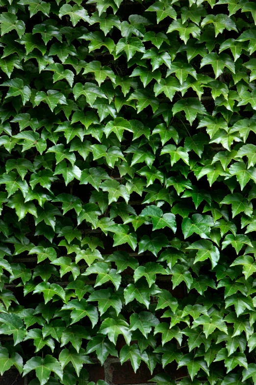 a green vine covering the wall with a brown bench