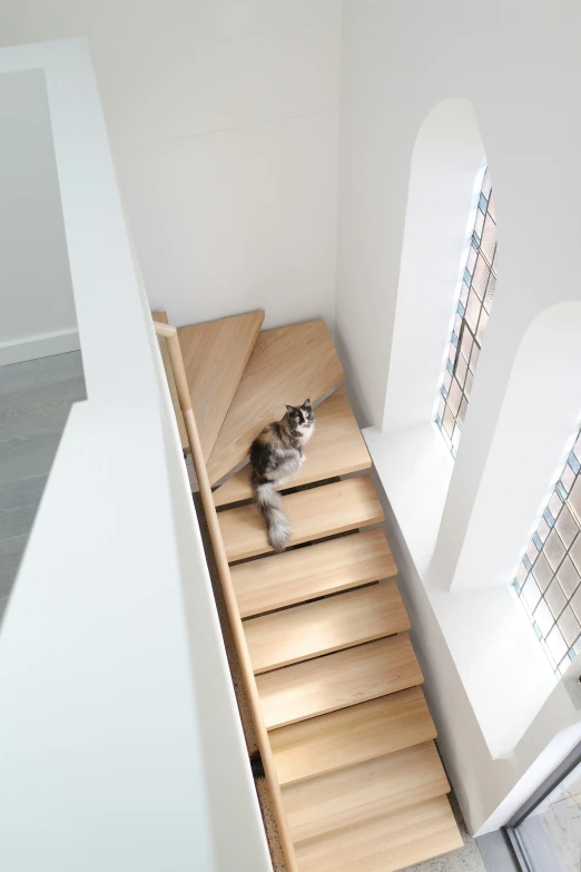 a small cat is looking into a doorway