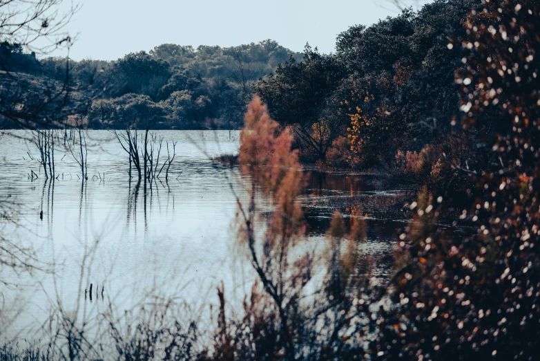 a picture of the water and trees in the distance