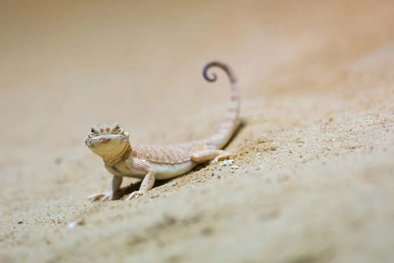 a small gecko sitting on a dirty surface