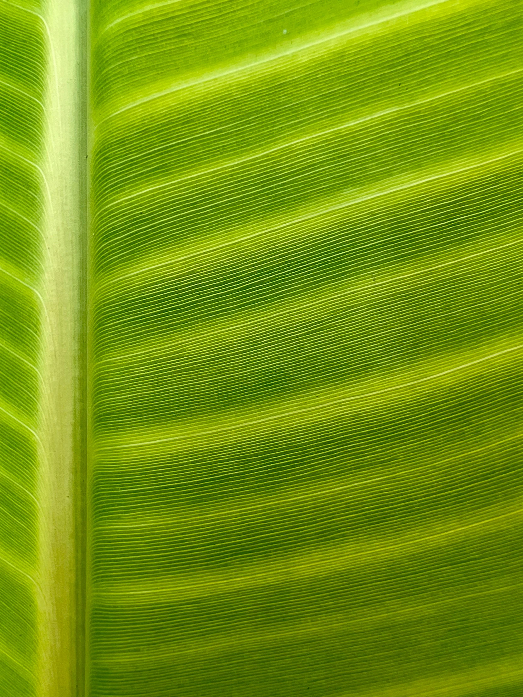 the textured palm leaf is painted green