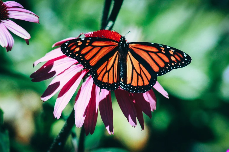an orange and black monarch erfly on a pink flower