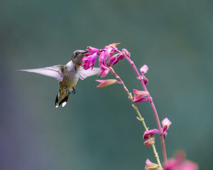 the hummingbird is flying away from a pink flower