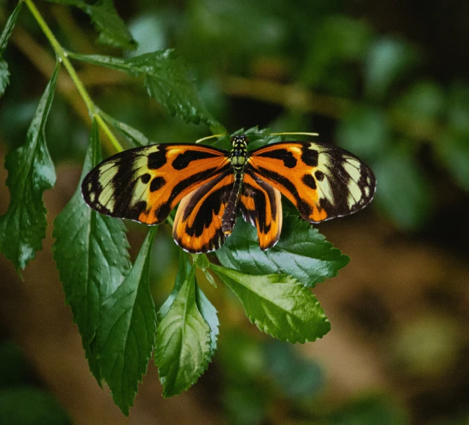 the small erfly is resting on the leaf