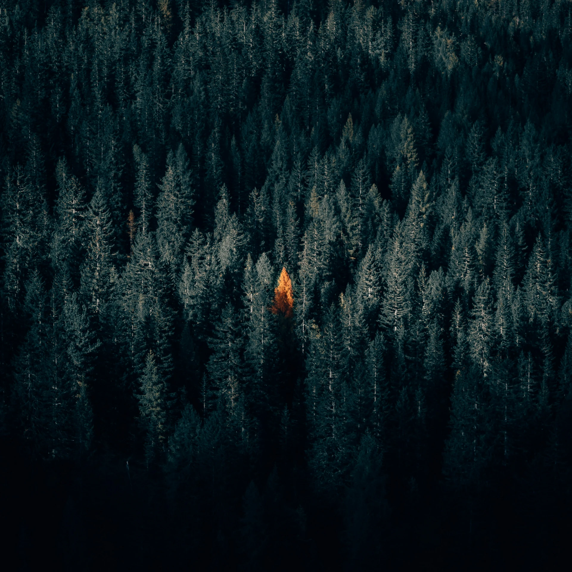 an aerial view of a forest shows many green trees