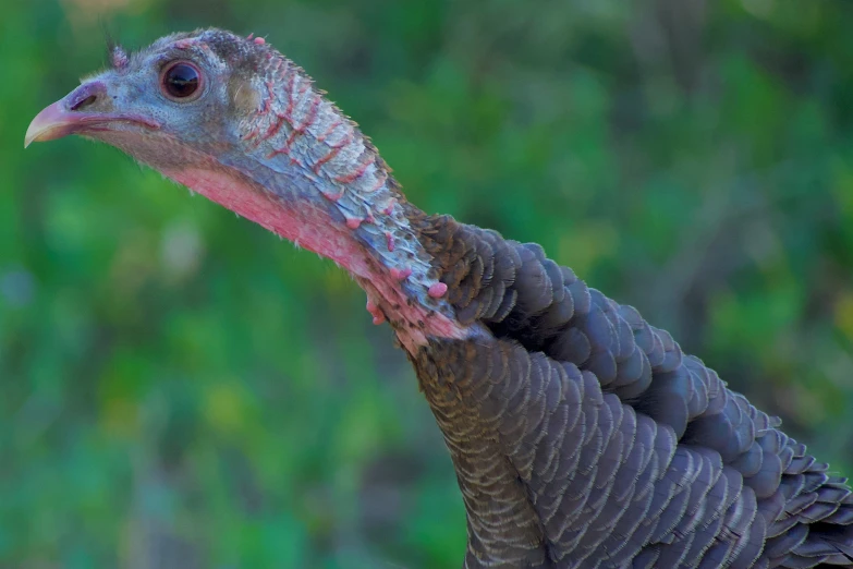 close - up of a young turkey in front of grassy area