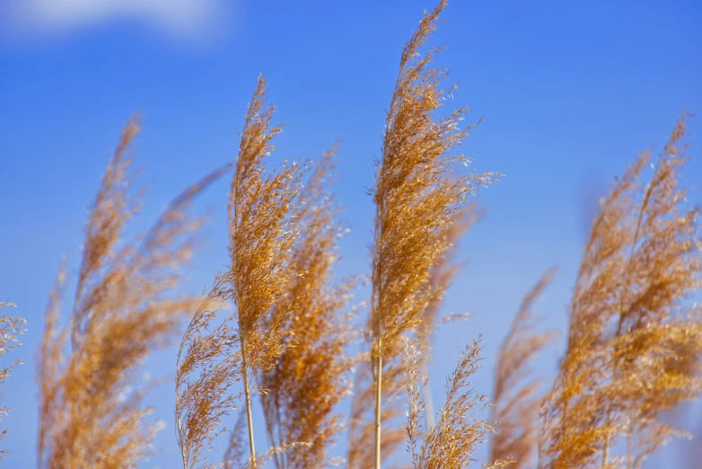 some grass on a clear blue sky with no clouds