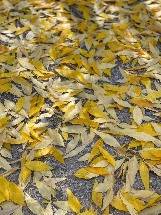 a pile of leaves lying on the ground