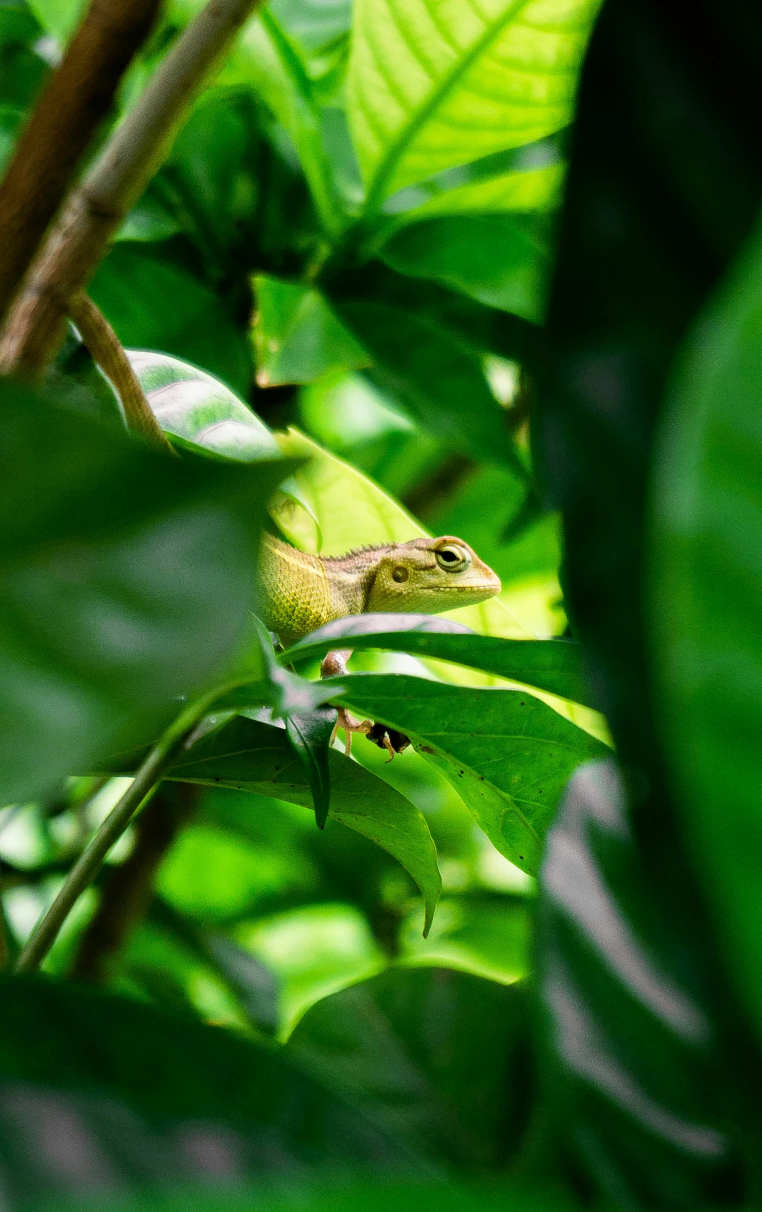 a chamelon sitting on a nch in a tree