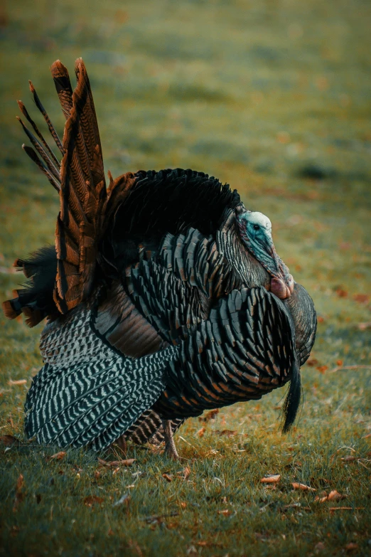 a turkey that is standing in the grass