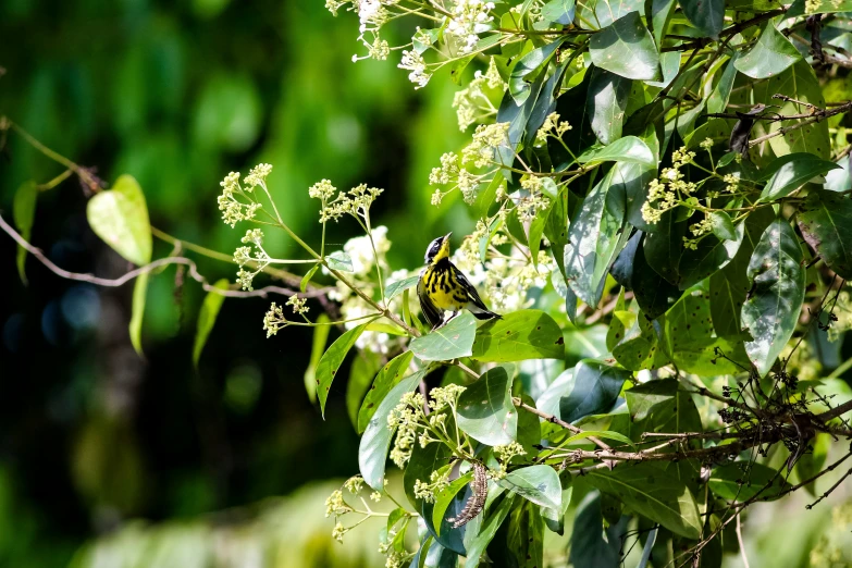 a small bird is sitting on the nch of an tree