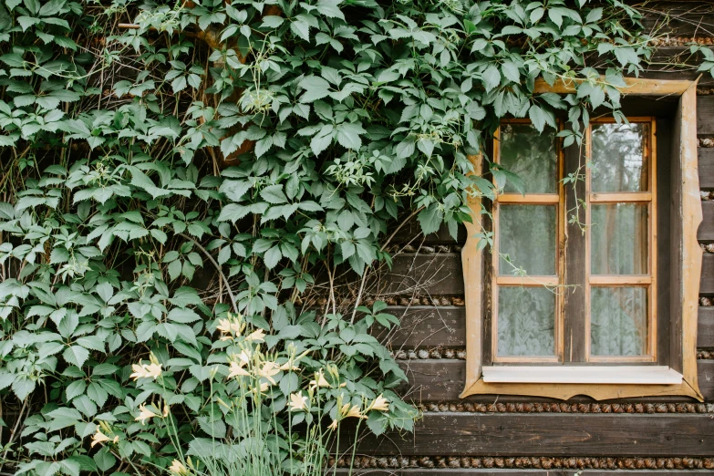 a window is shown behind some ivy on a wooden house