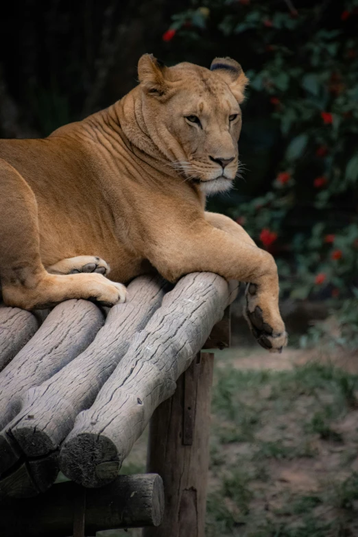 an adult lion relaxes on a log near some foliage