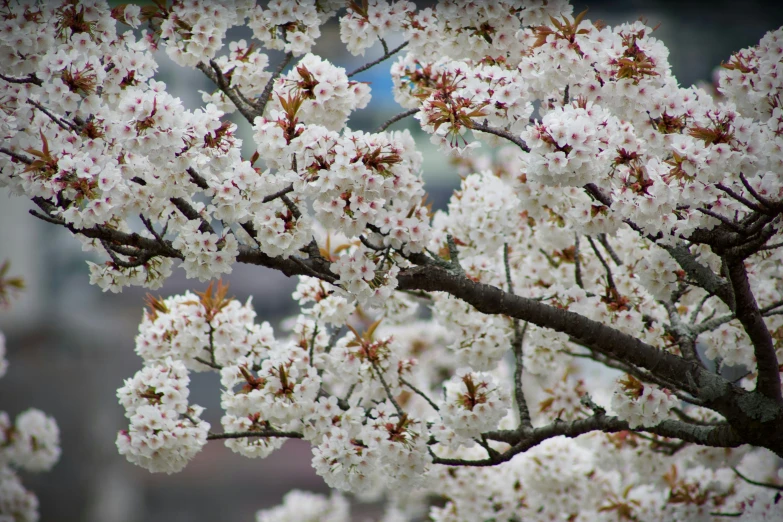 pink blossoms are on the tree with green leaves