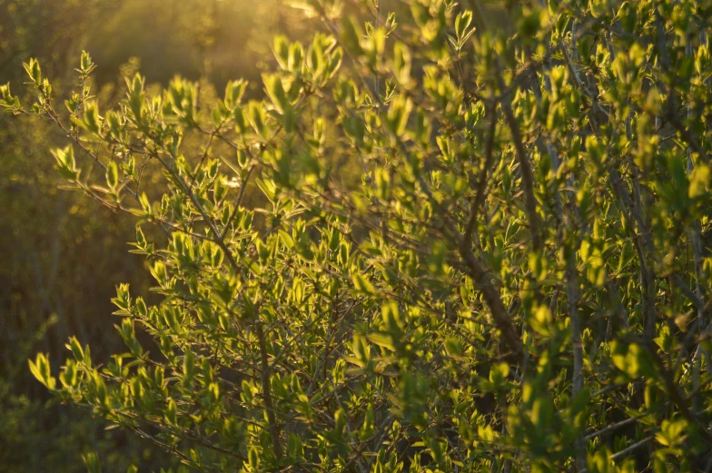 the sun shines through the nches of a tree