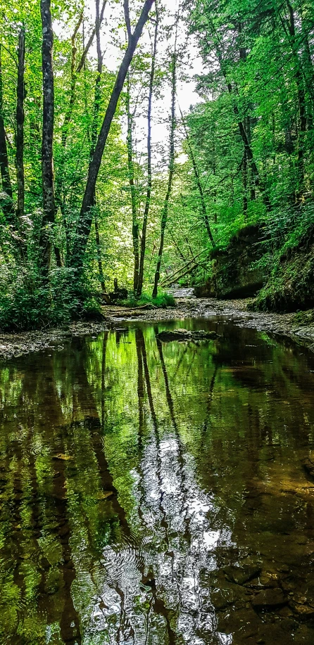 trees are reflecting in the river water