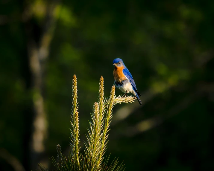 a colorful bird perched on top of a plant