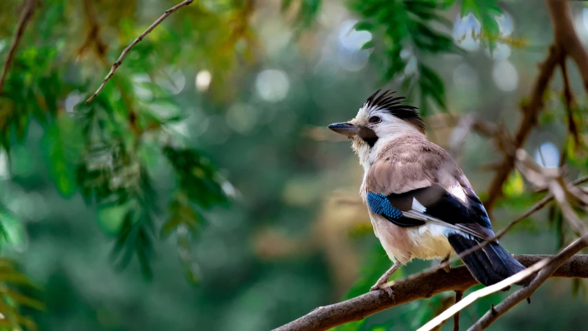 a close up of a bird sitting on a nch in a tree