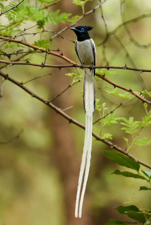 a bird with a black head sitting on top of a nch