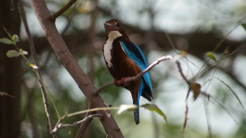 this bird sits on a tree limb looking at soing in its beak