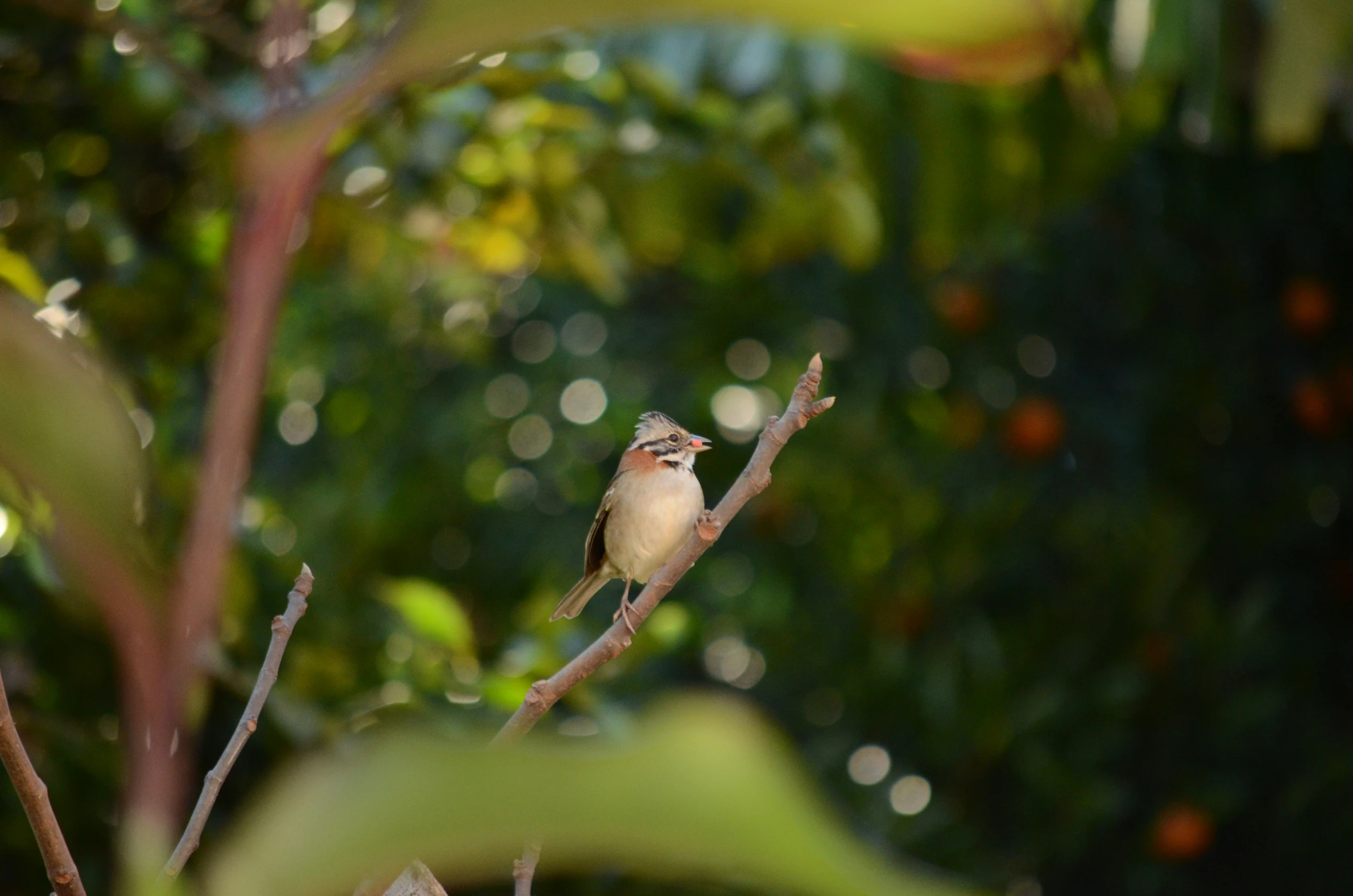 a small bird is perched on a nch