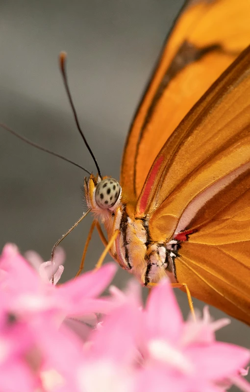 a close up of an orange erfly on a pink flower