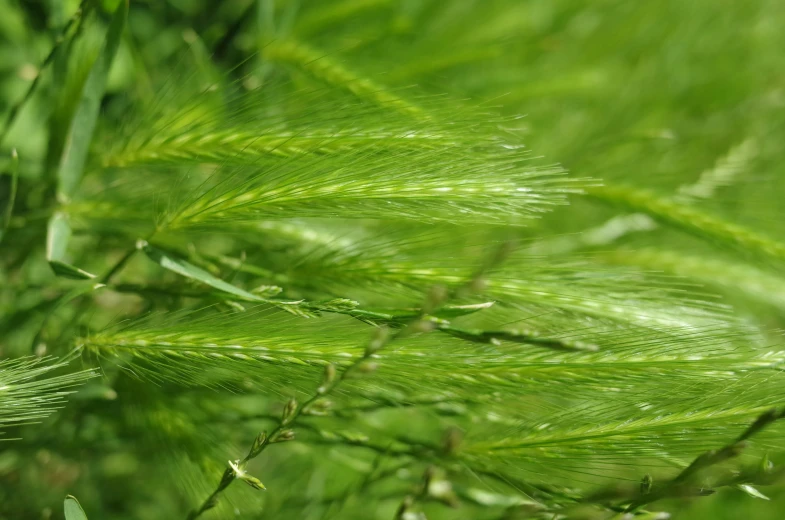 there is a green plant with little leaves