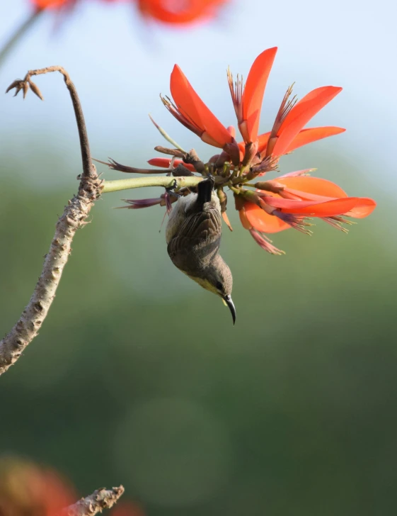 a bird on a flower in flight with orange flowers