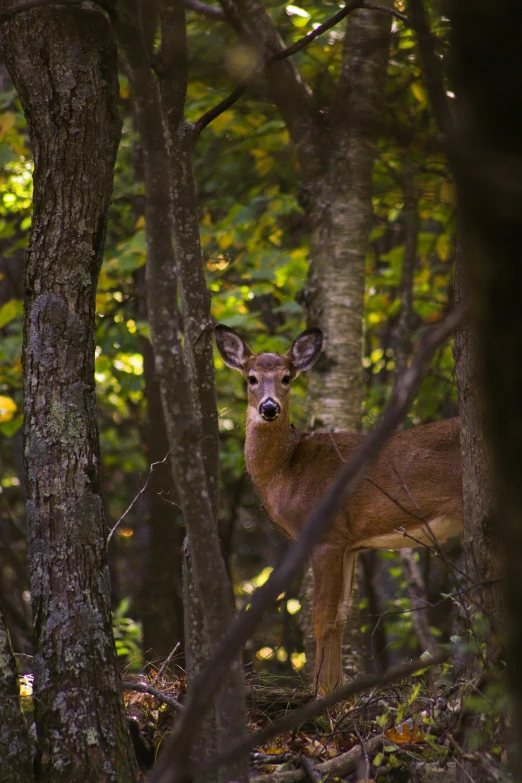 a deer standing in a forest behind trees