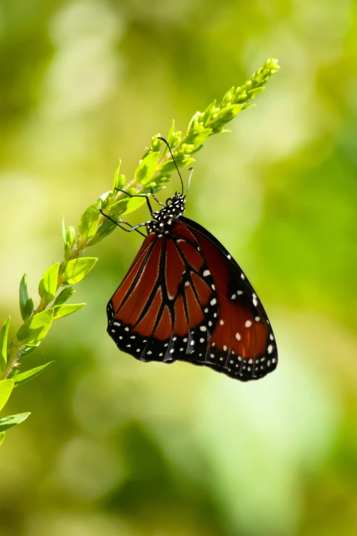 a large orange erfly on top of a green plant