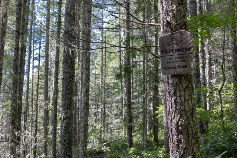 a road sign posted in the woods next to a tree