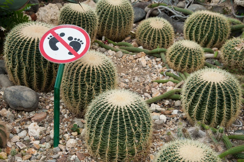 a stop sign is on a small cactus garden