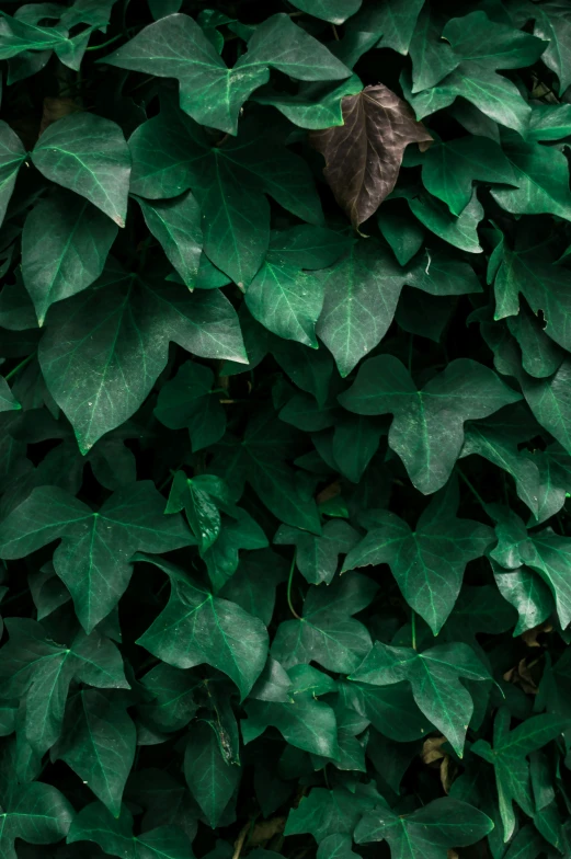 green plants are growing around in the sun