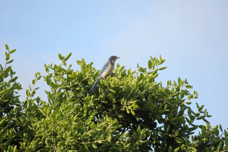 a small bird perched on the nches of a tree